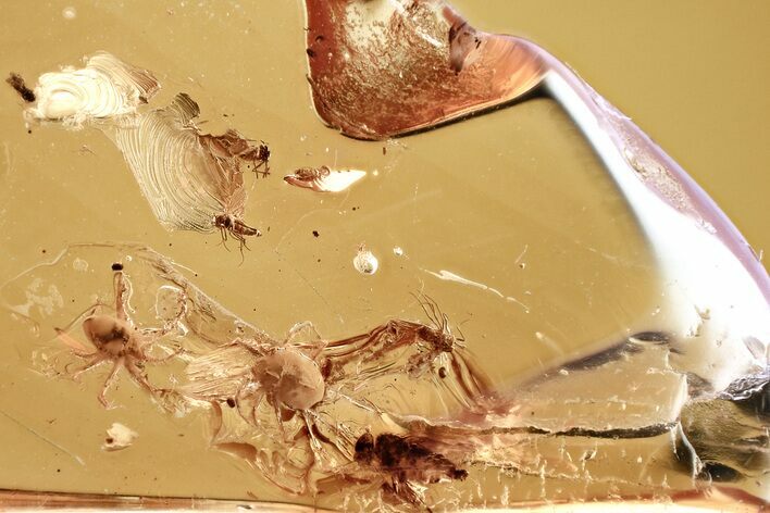 Detailed Fossil Long-Legged Fly, Midges, and Mites In Baltic Amber #381307